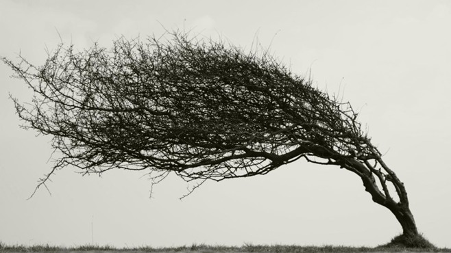 A black and white image of a tree, bent over hard to the left. It looks like it might have grown this way due to very strong winds. There are no leaves on the tree, and there is grass visible at the bottom of the frame.